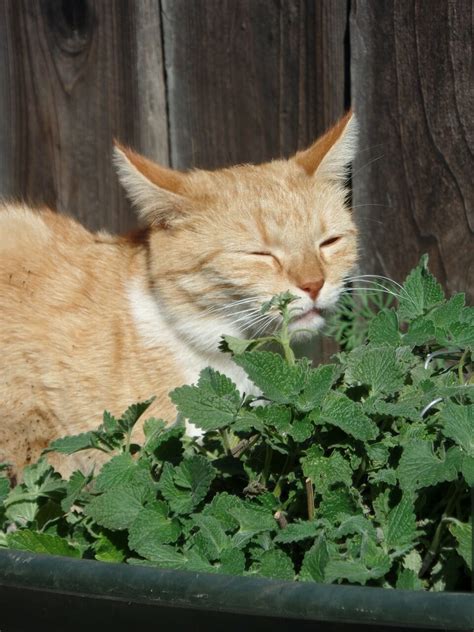 Why do cats roll in catnip. Things To Know About Why do cats roll in catnip. 